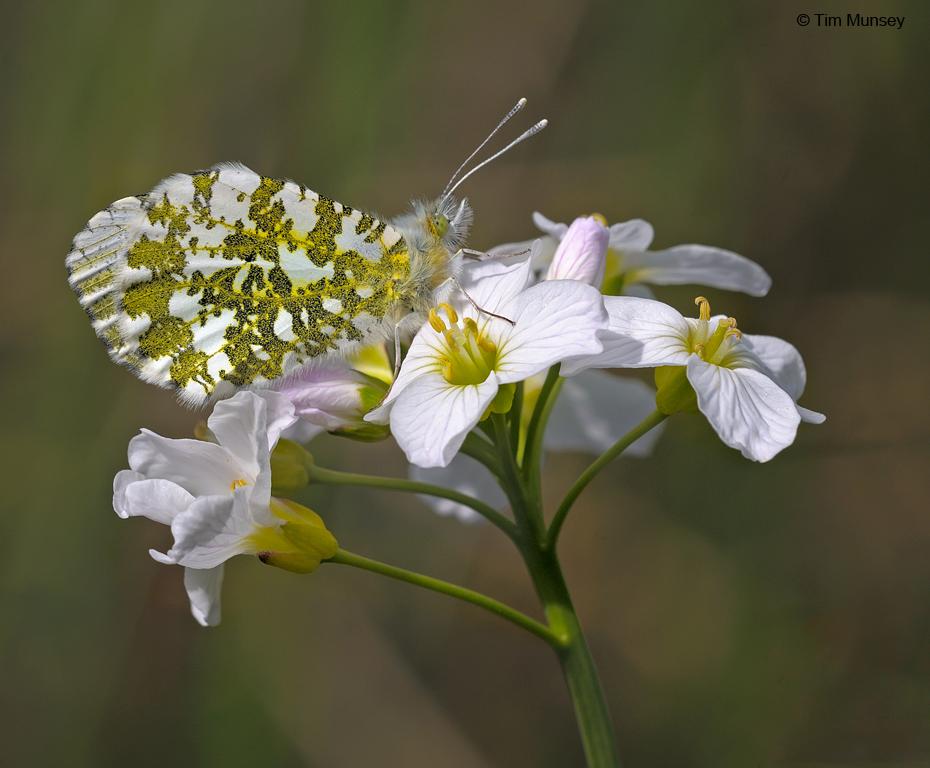 Orange Tip on Cuckoo Flower 160510.jpg